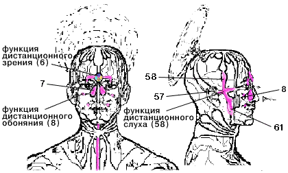 Височное и каверзное нервное слетение